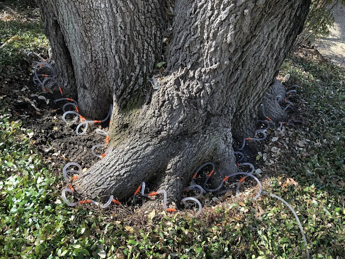 Detailed Tree Cabling and Bracing job site in Mendocino
