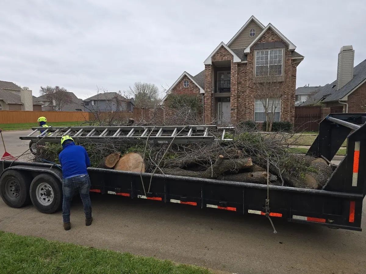 Expert Tree Removal with proper safety equipment in Mendocino